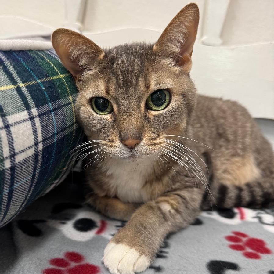 Dotty, a Adoptable Domestic Short Hair in Pleasant Hill, CA image 1/6