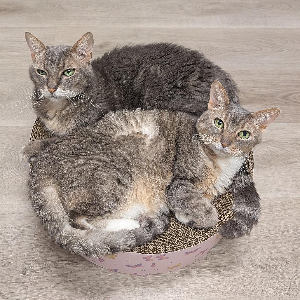 Dotty, Adoptable, Senior Female Domestic Short Hair.