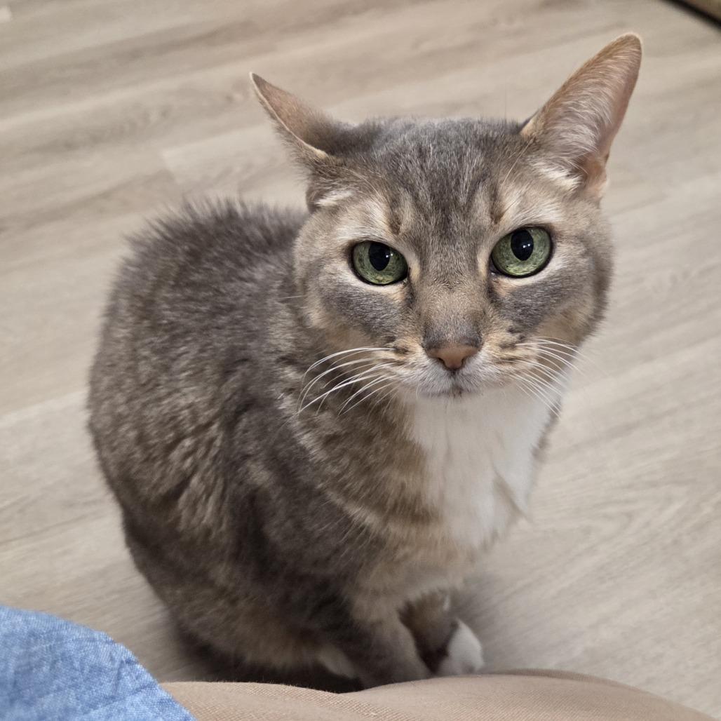 Dotty, a Adoptable Domestic Short Hair in Pleasant Hill, CA image 3/6