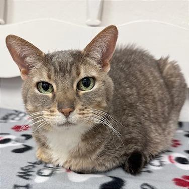 Dotty, a Adoptable Domestic Short Hair in Pleasant Hill, CA image 4/6