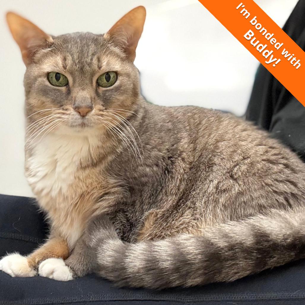 Enlarge Dotty, a Adoptable Domestic Short Hair in Pleasant Hill, CA image 5/6