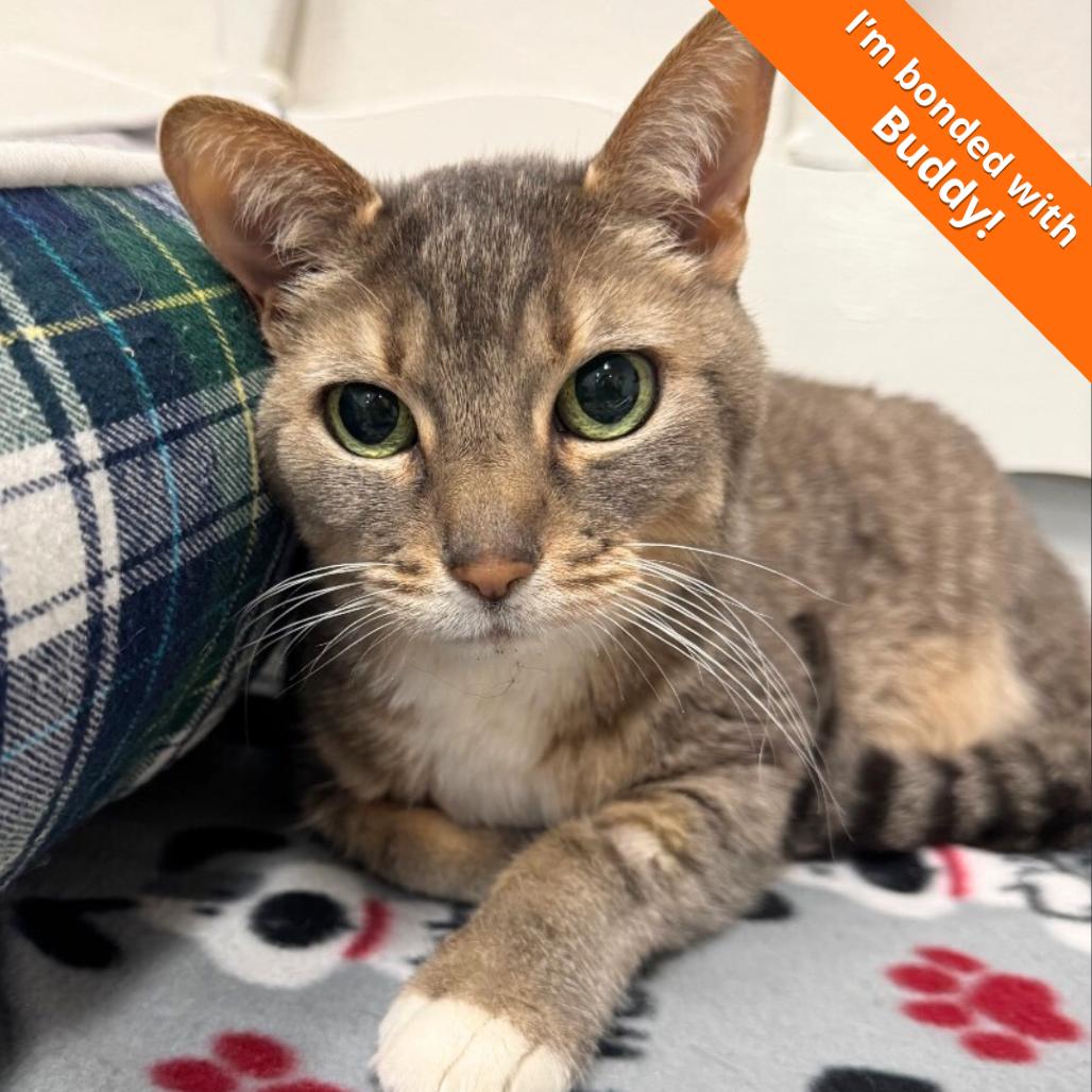 Dotty, a Adoptable Domestic Short Hair in Pleasant Hill, CA image 6/6