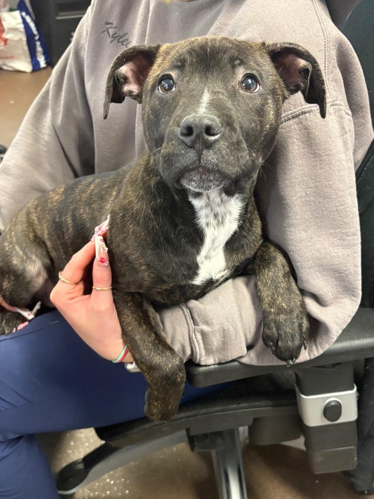 Sweetheart — thumbnail 3