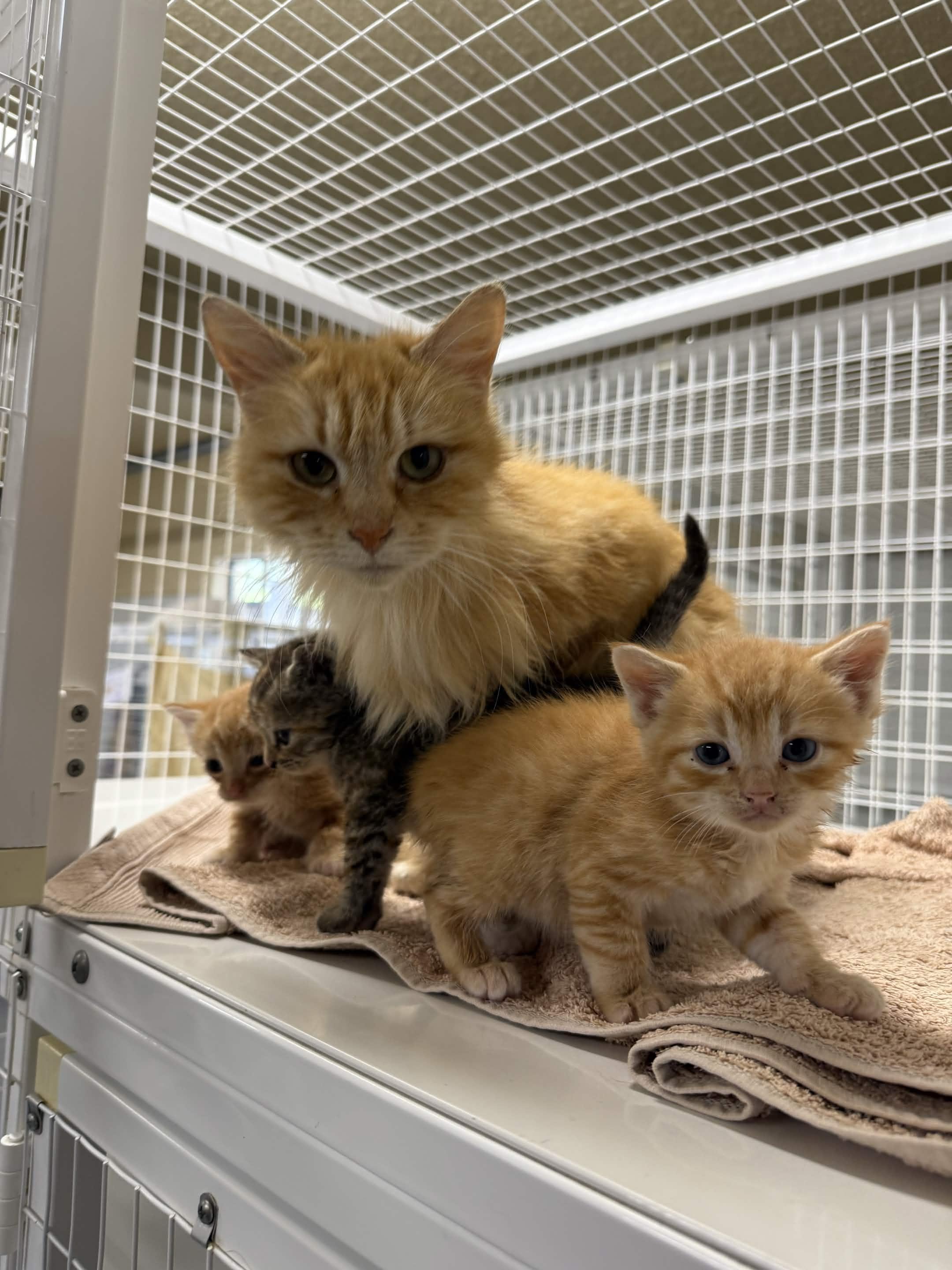 Enlarge Goldfish, a ADOPTABLE Domestic Medium Hair in San Luis Obispo, CA image 1/1