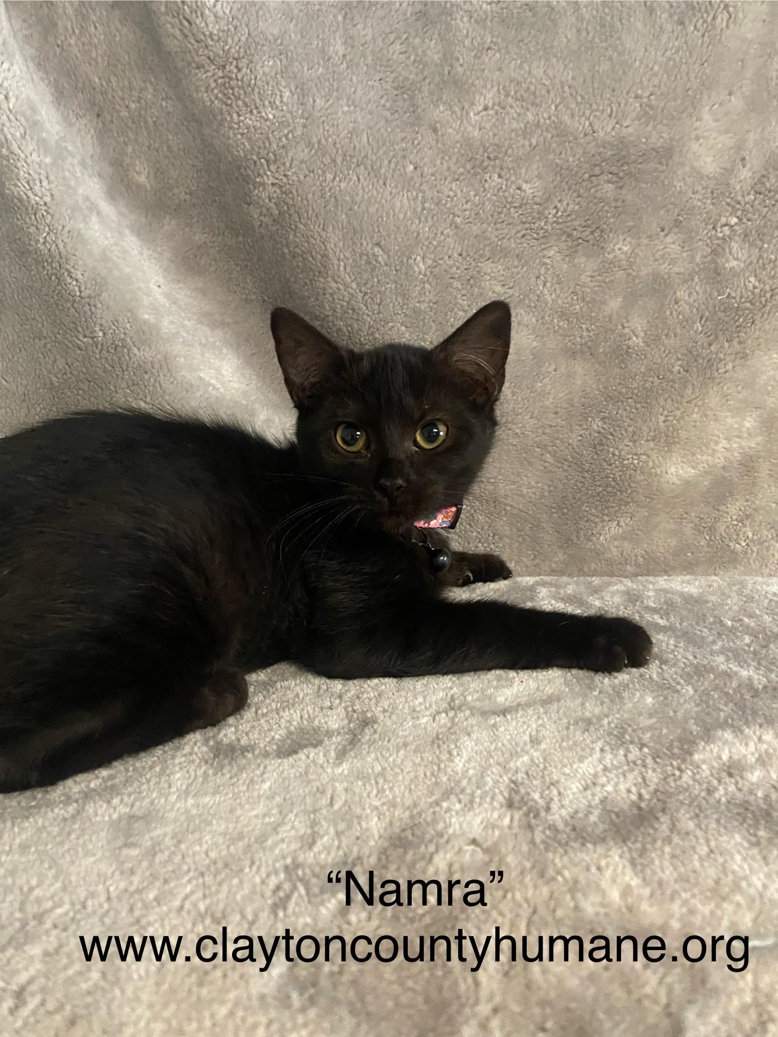Enlarge Namra, a Adoptable Domestic Short Hair in Jonesboro, GA image 1/1