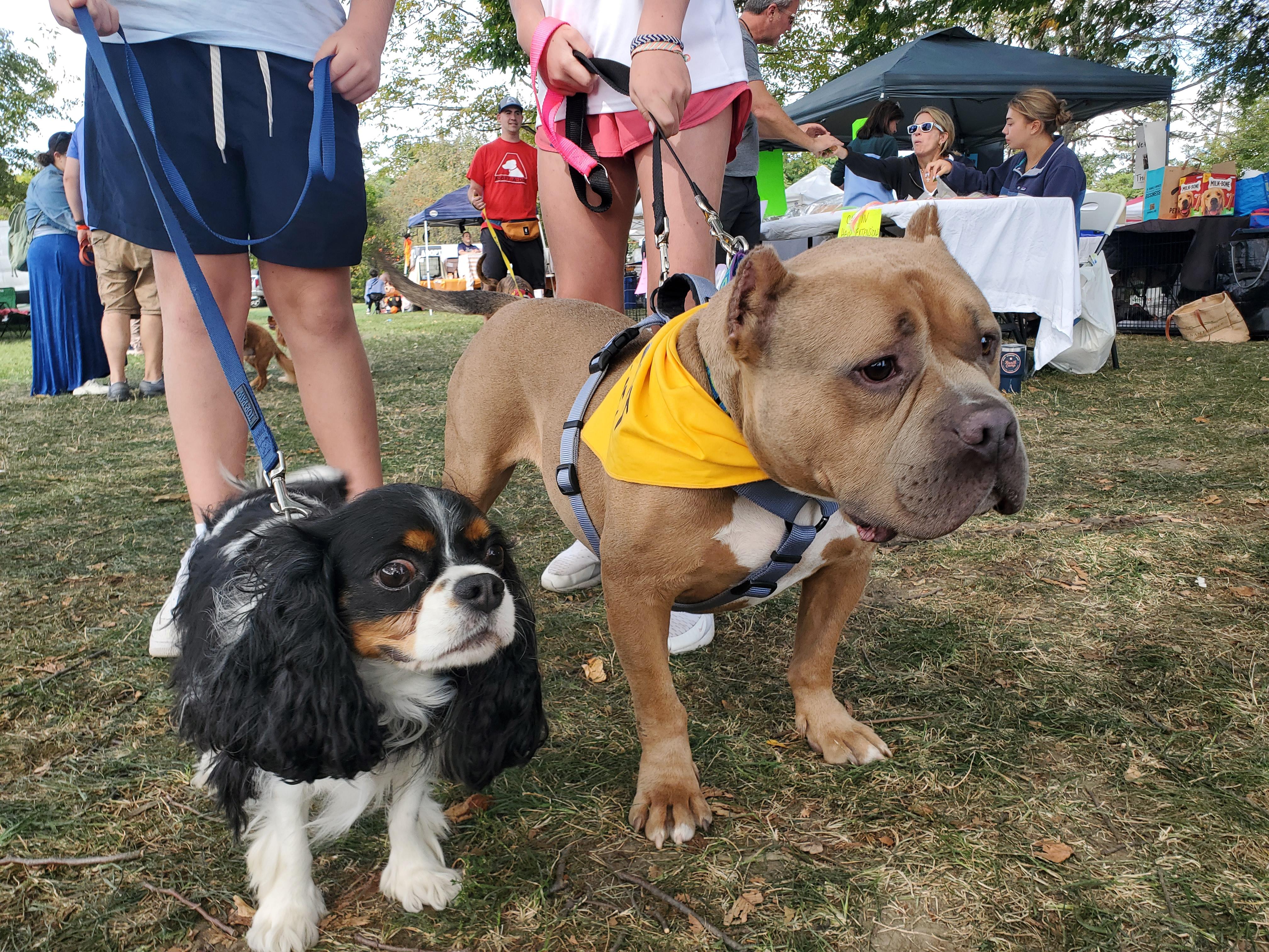 Albert, a Adoptable American Bully in Stamford, CT image 3/6