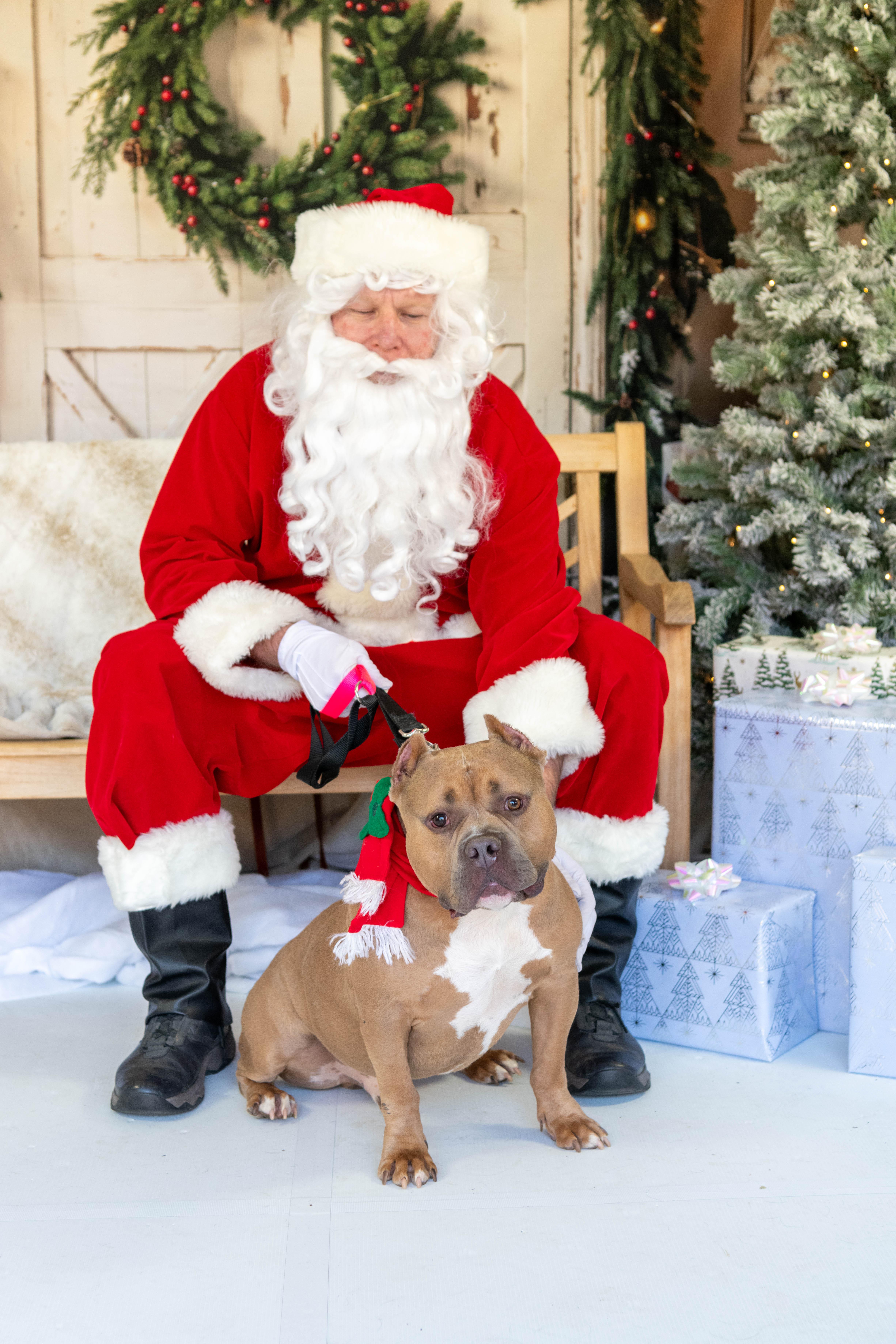 Albert, a Adoptable American Bully in Stamford, CT image 4/6