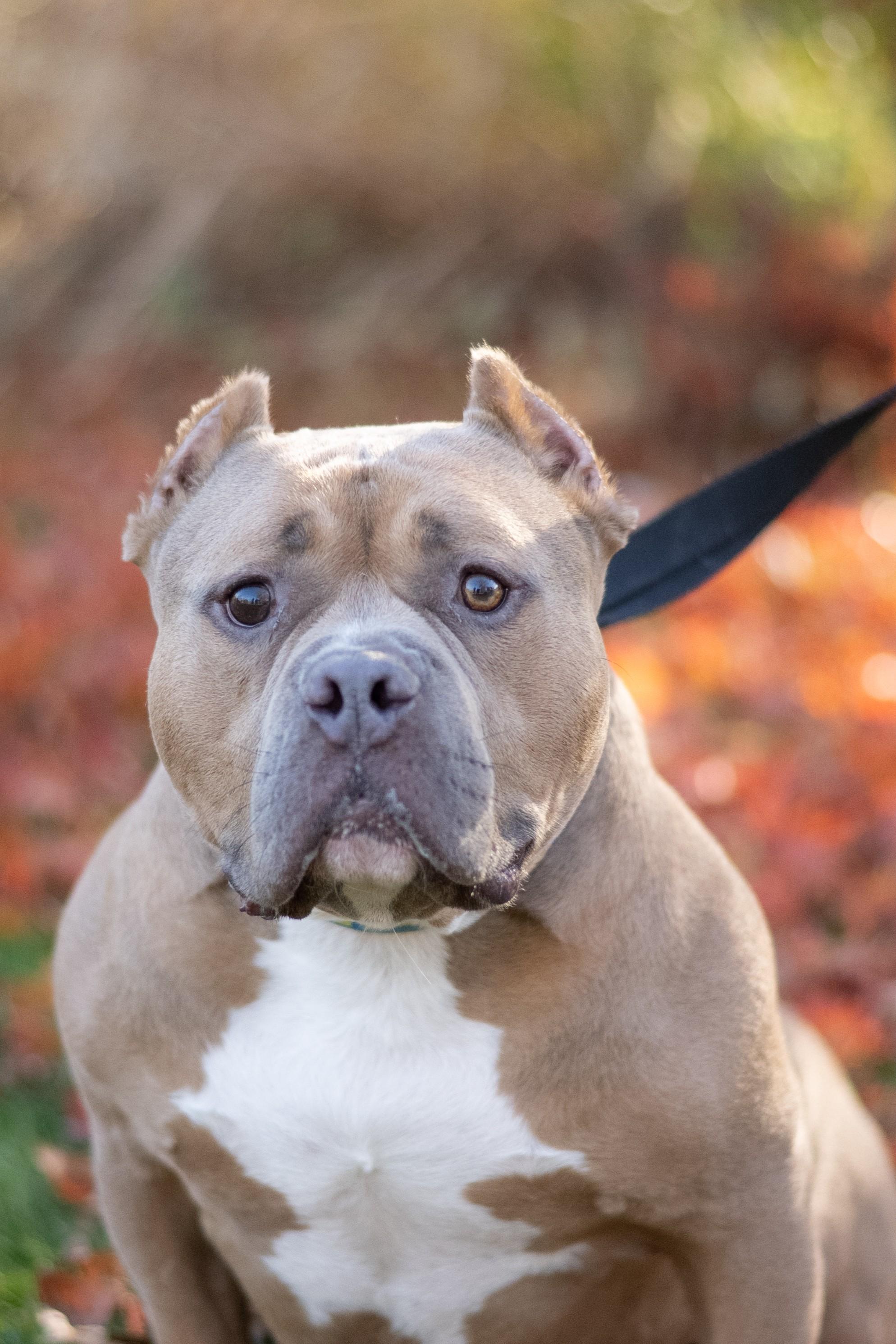 Albert, Adoptable, Adult Male American Bully.