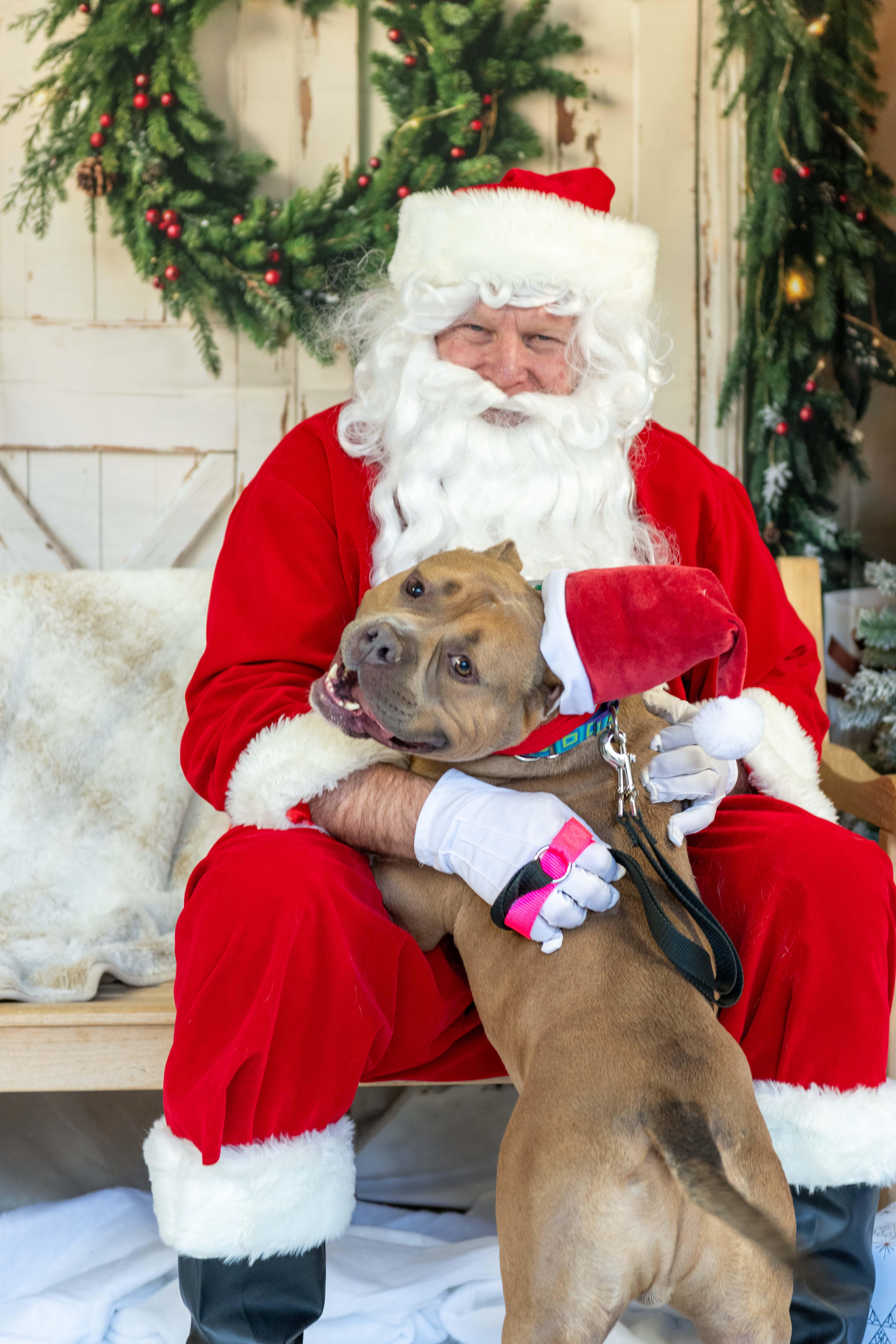 Albert, a Adoptable American Bully in Stamford, CT image 5/6