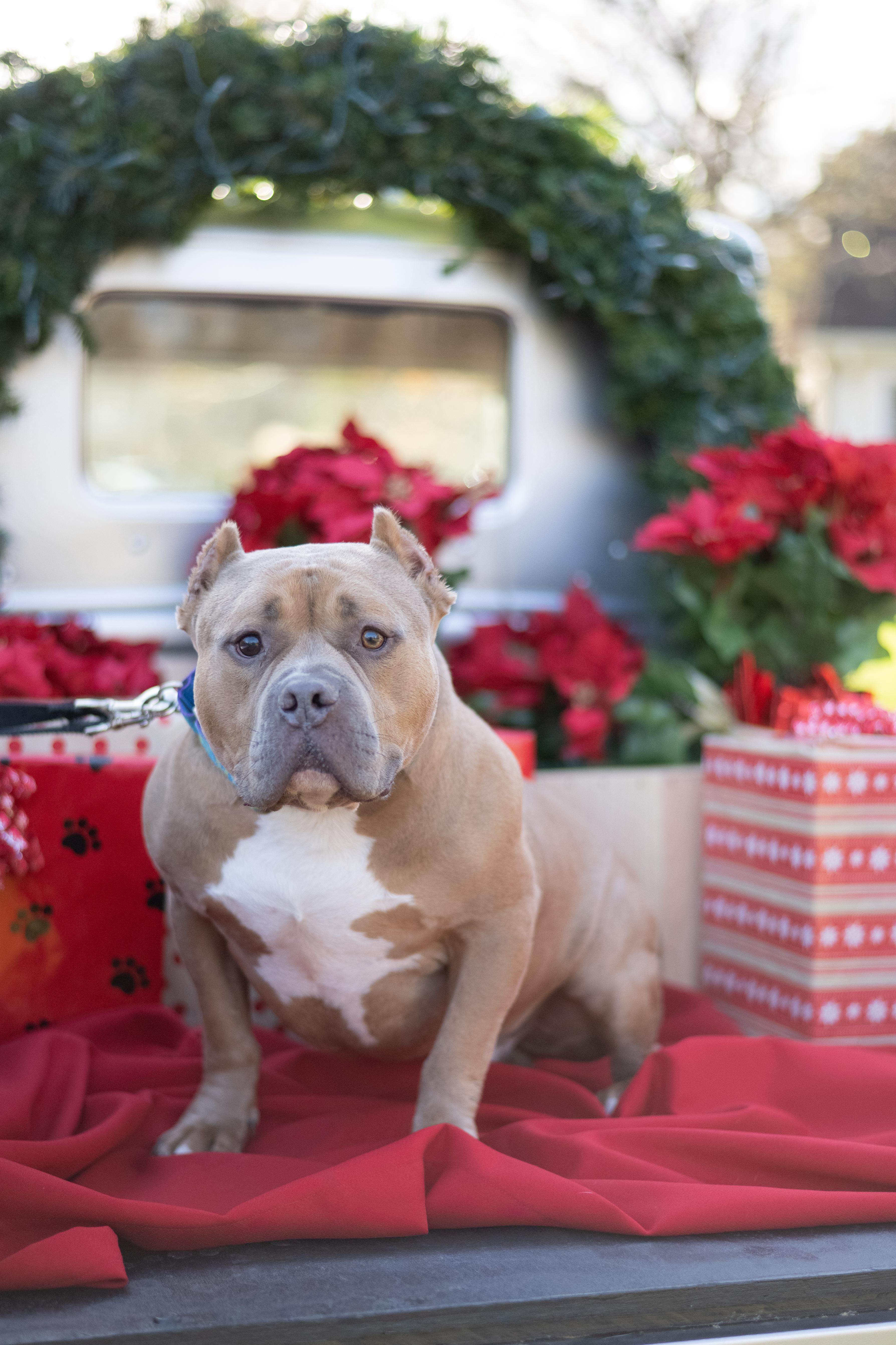 Albert, a Adoptable American Bully in Stamford, CT image 6/6