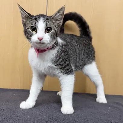 Blossom, Adoptable, Kitten Female Domestic Short Hair.
