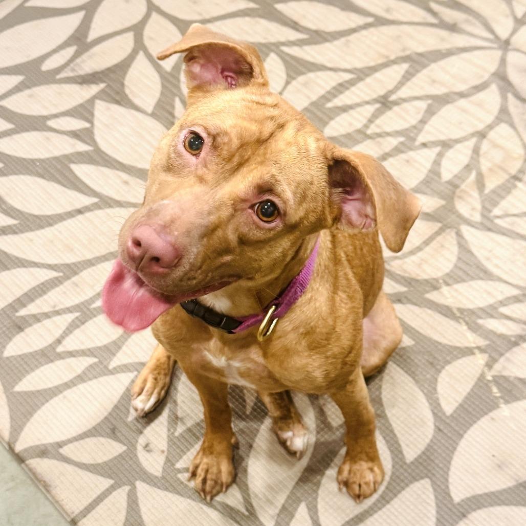 Enlarge Fiona, a Adoptable mixed breed in Canaan, NH image 1/6