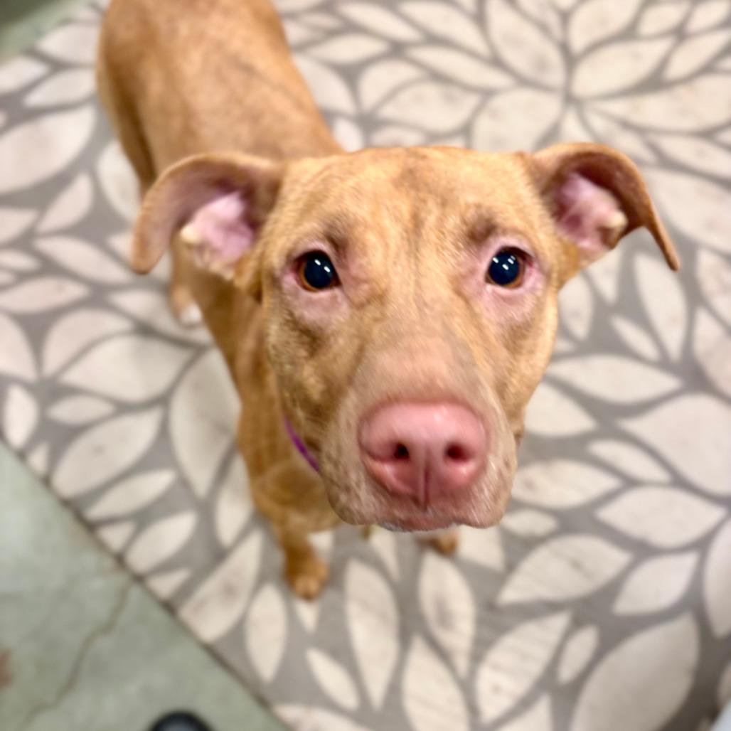 Enlarge Fiona, a Adoptable mixed breed in Canaan, NH image 2/6