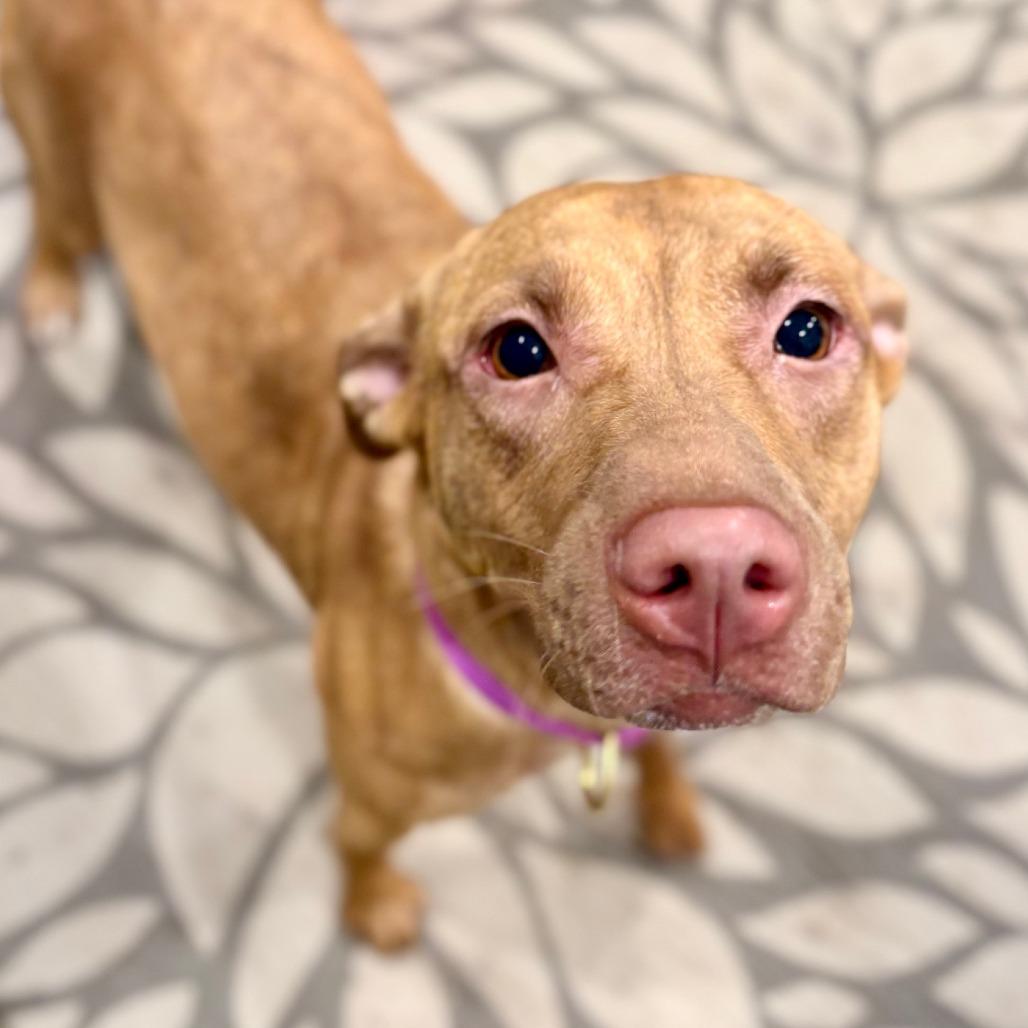 Enlarge Fiona, a Adoptable mixed breed in Canaan, NH image 3/6