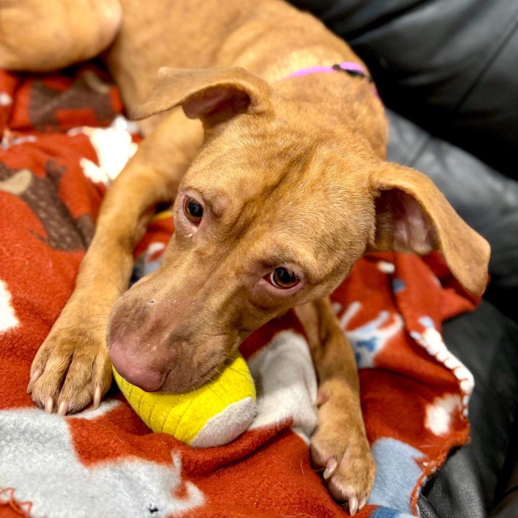 Enlarge Fiona, a Adoptable mixed breed in Canaan, NH image 4/6
