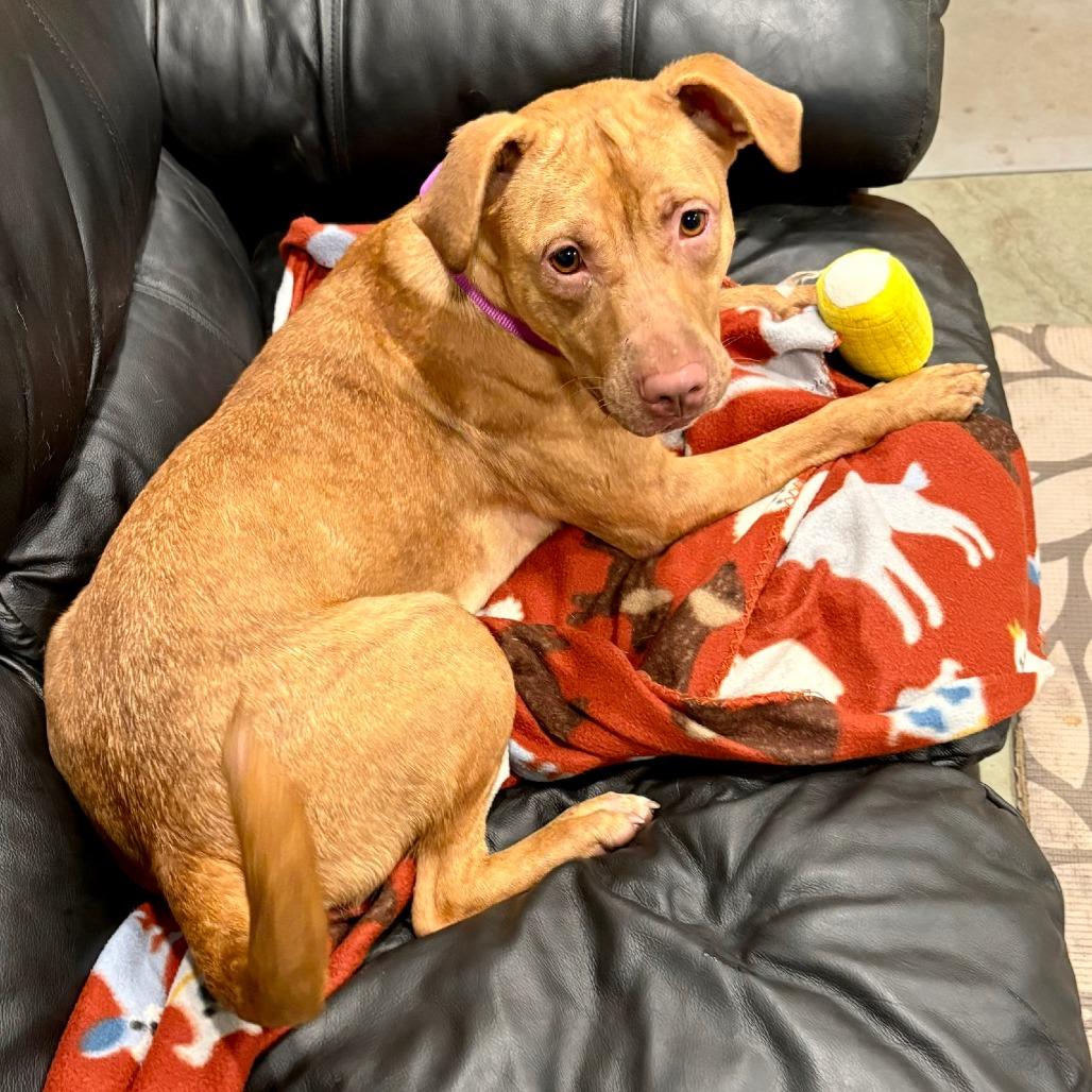 Enlarge Fiona, a Adoptable mixed breed in Canaan, NH image 5/6