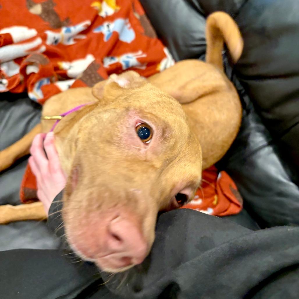 Enlarge Fiona, a Adoptable mixed breed in Canaan, NH image 6/6