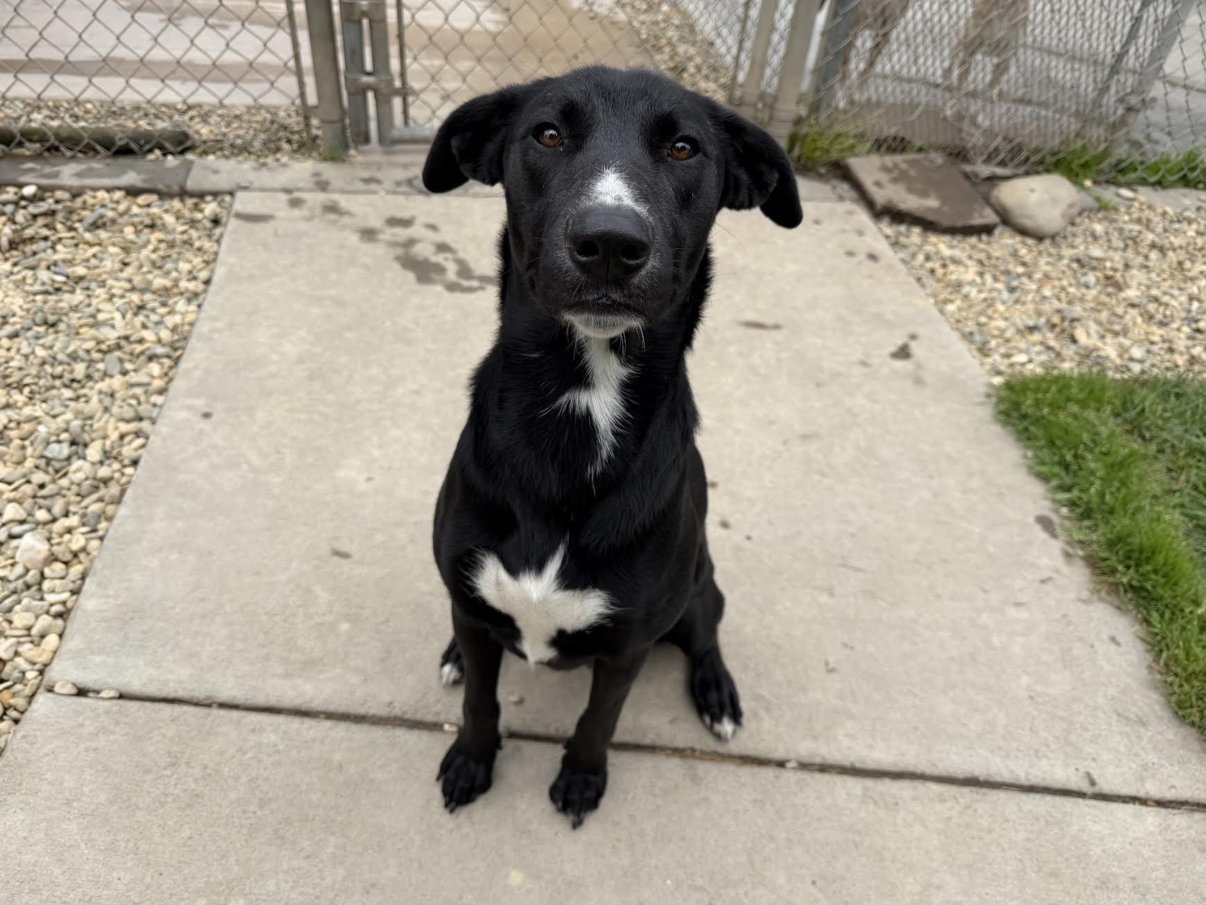 Enlarge Ivy, a ADOPTABLE mixed breed in Oakdale, CA image 1/2