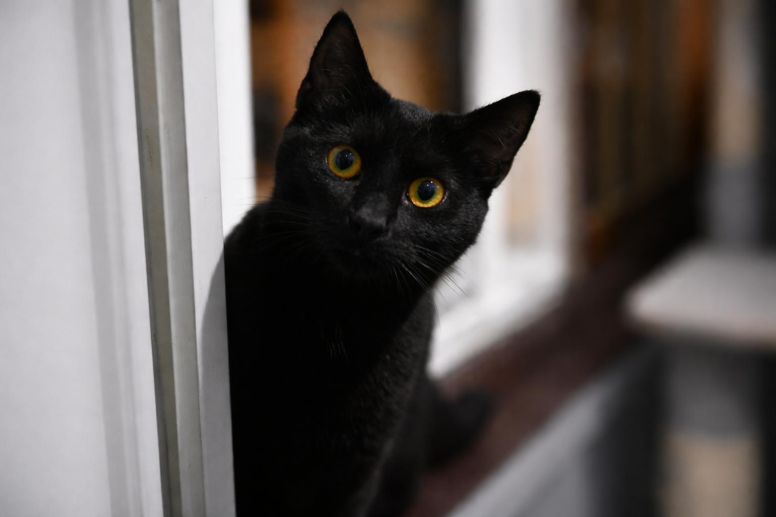 Enlarge Kit , a Adoptable Domestic Short Hair in North Vernon, IN image 1/3