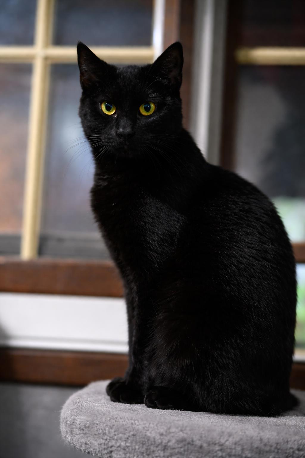 Enlarge Kit , a Adoptable Domestic Short Hair in North Vernon, IN image 2/3