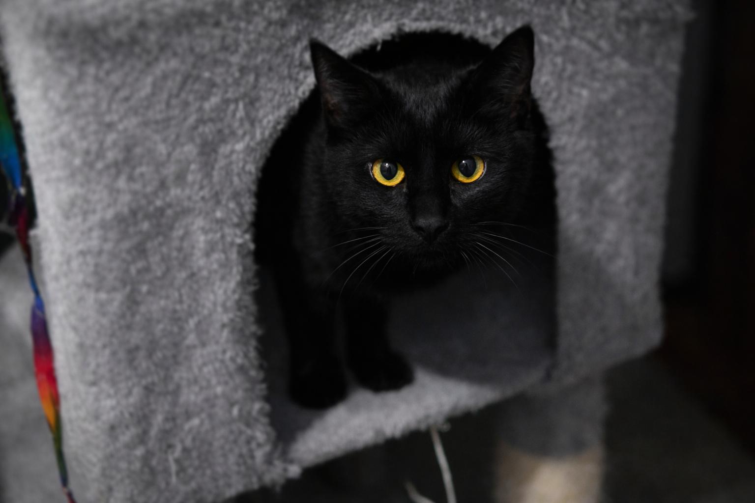 Enlarge Kit , a Adoptable Domestic Short Hair in North Vernon, IN image 3/3