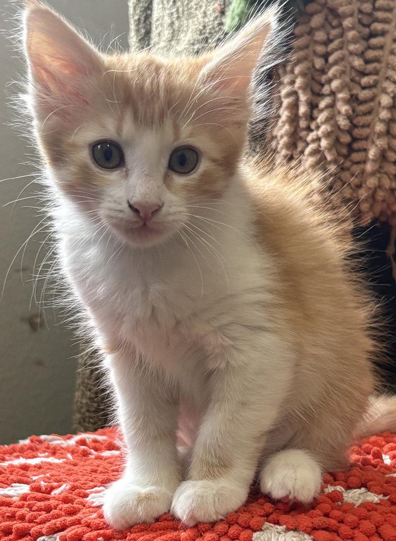 Enlarge Precious, a Adoptable Domestic Medium Hair in Ventura, CA image 1/1
