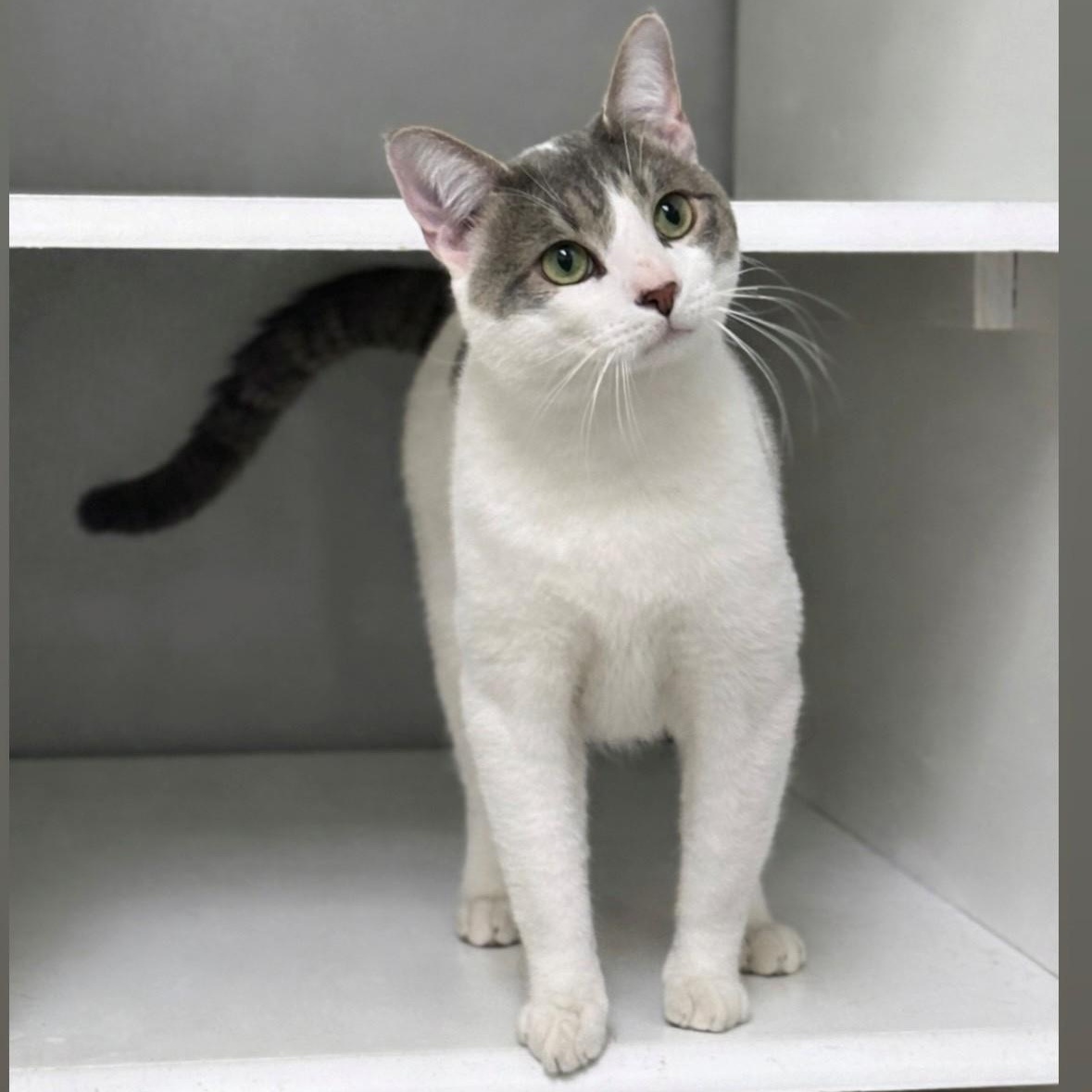 Dominick, adopted, Adult Male Domestic Short Hair.