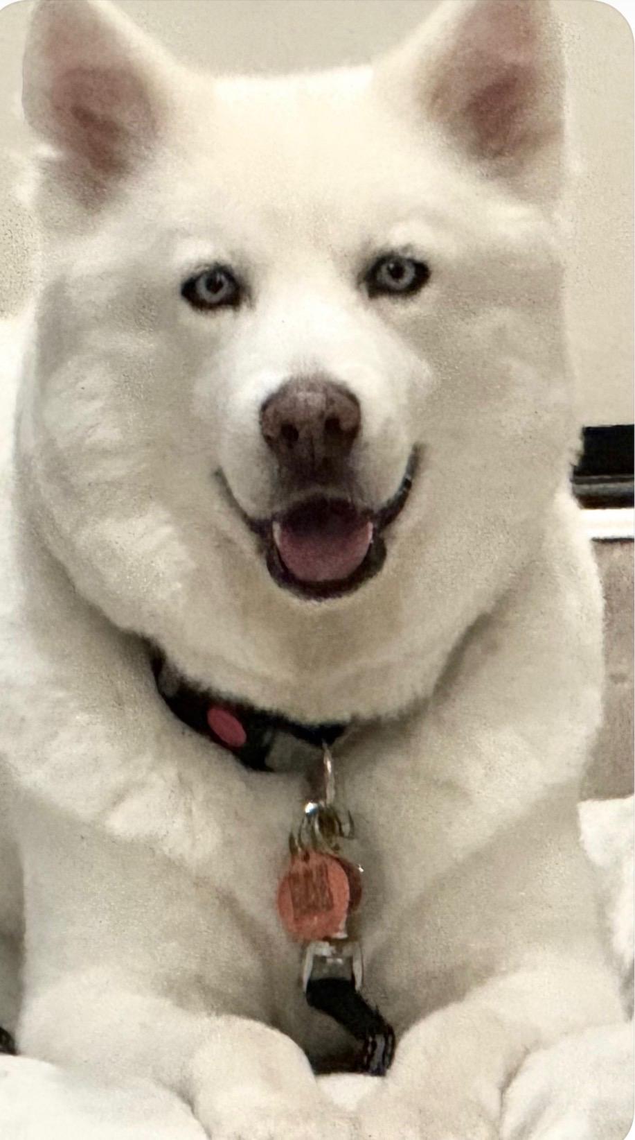 Prince Loki, adopted, Adult Male Siberian Husky.
