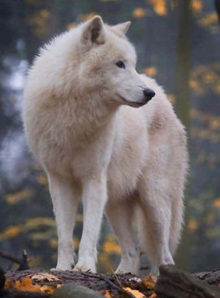 Prince Loki, an adopted Siberian Husky in Menifee, CA image 2/6