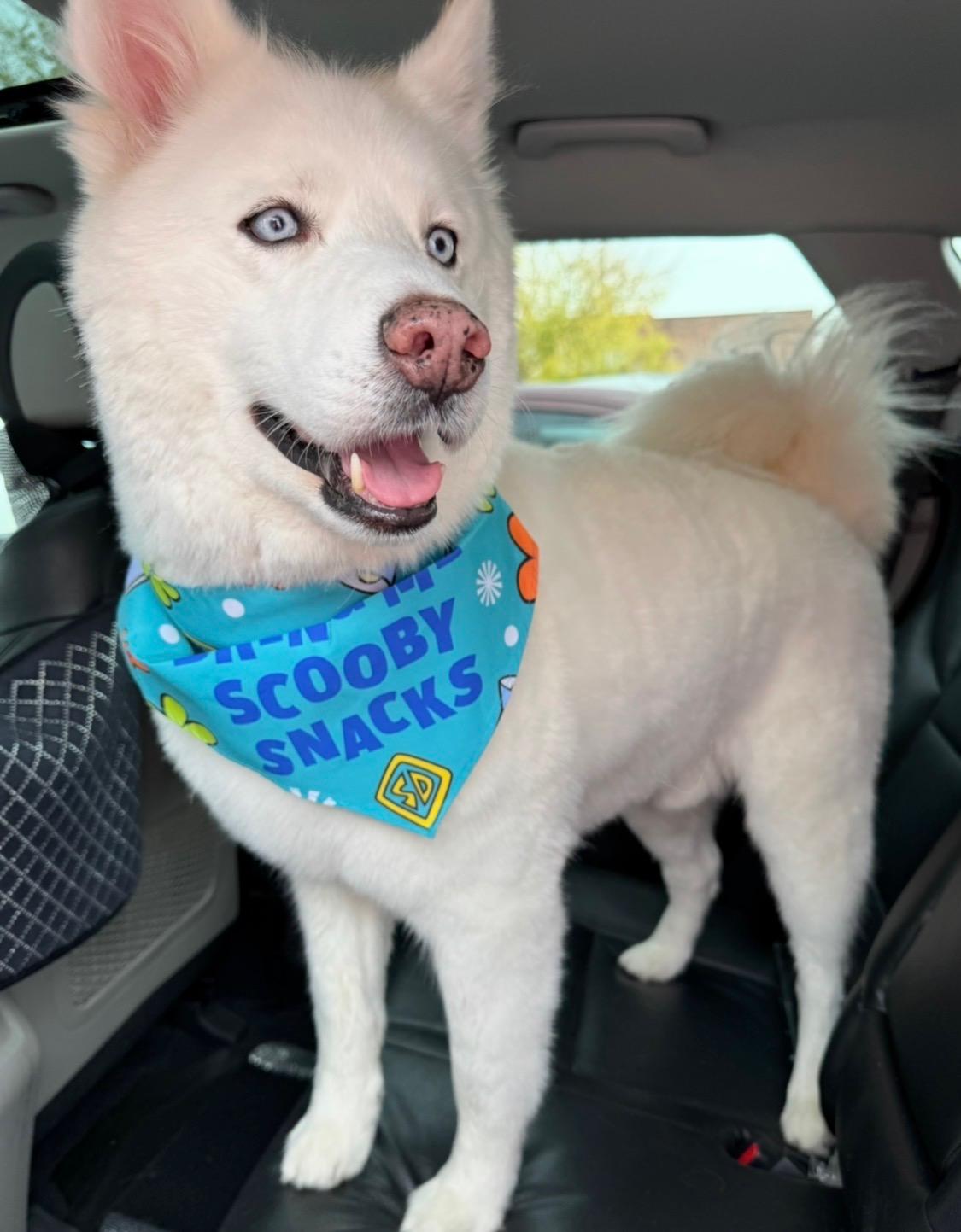 Prince Loki, an adopted Siberian Husky in Menifee, CA image 5/6