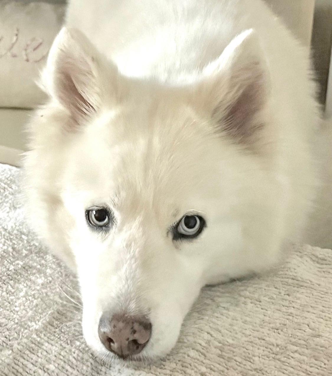 Prince Loki, an adopted Siberian Husky in Menifee, CA image 3/6