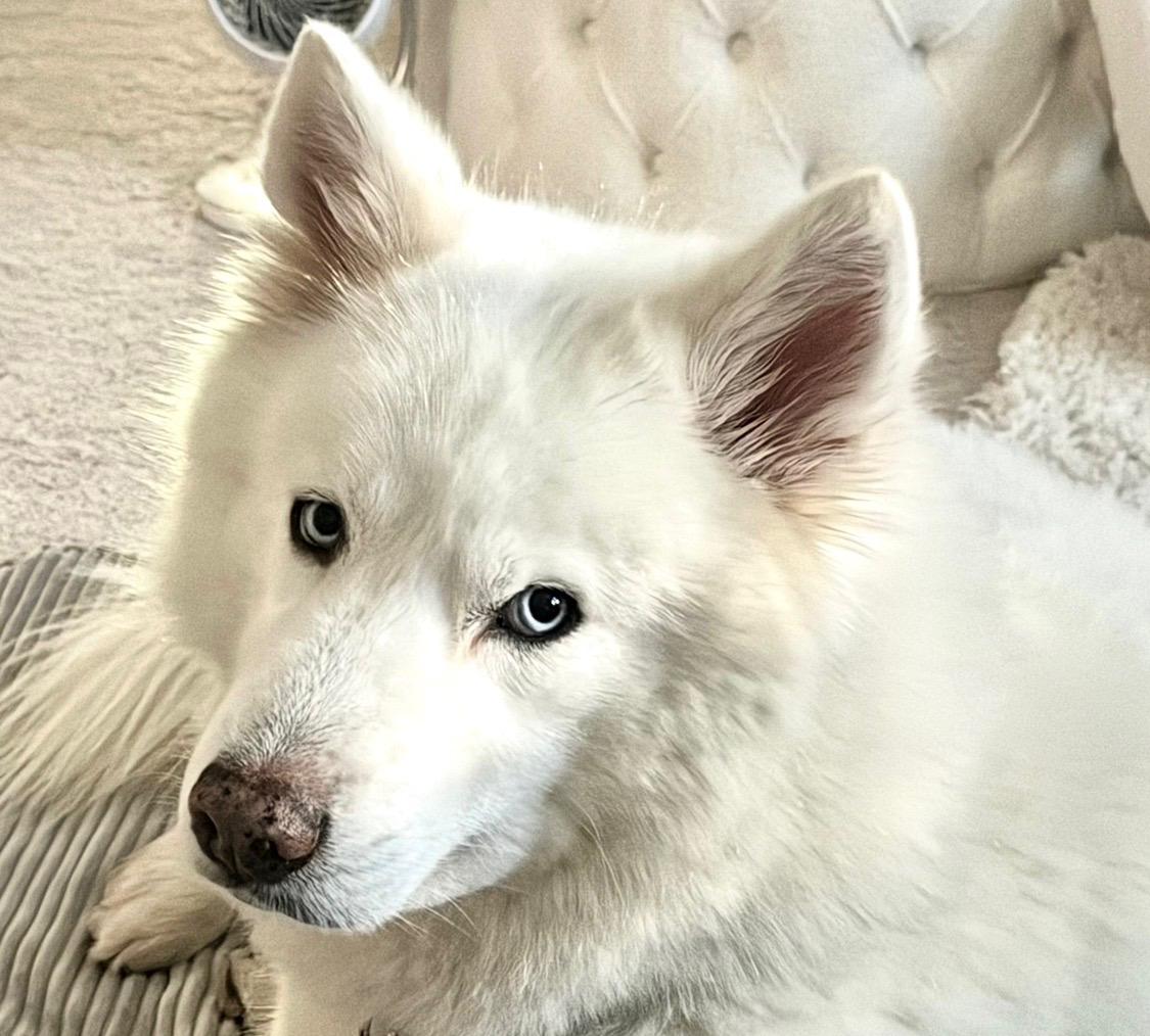 Prince Loki, an adopted Siberian Husky in Menifee, CA image 4/6