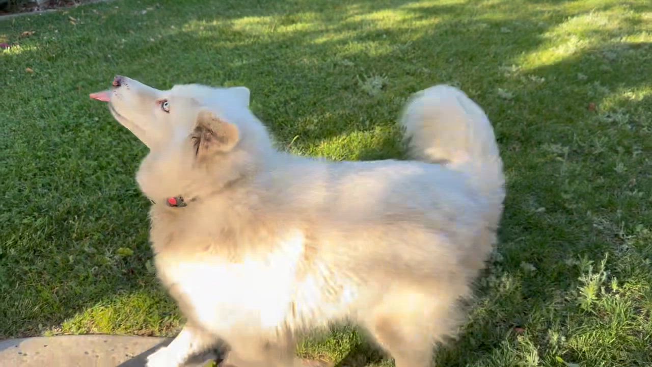 Enlarge Prince Loki, an adopted Siberian Husky in Menifee, CA video 6/6