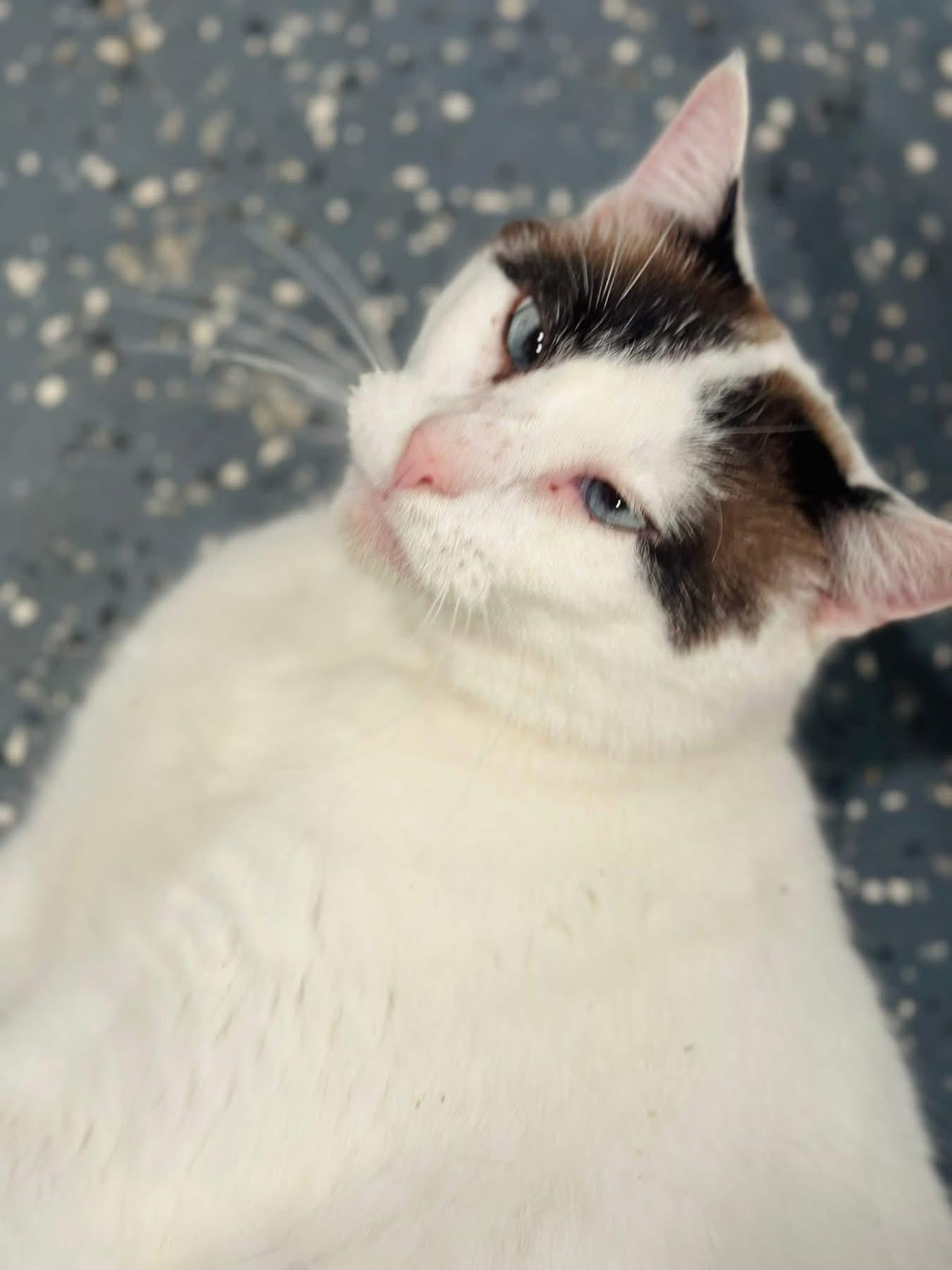 Enlarge Dizzy, a ADOPTABLE mixed breed in Brooks, ME image 1/3