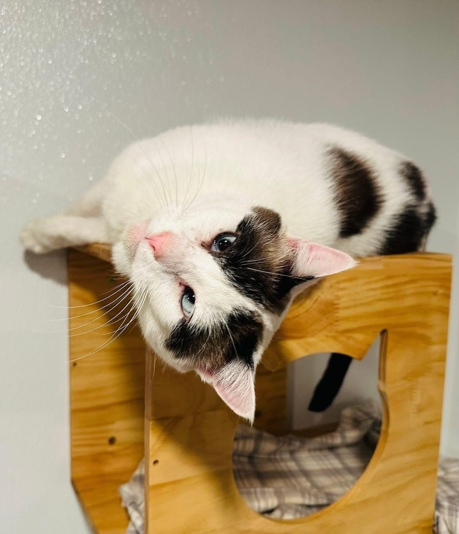 Enlarge Dizzy, a ADOPTABLE mixed breed in Brooks, ME image 2/3