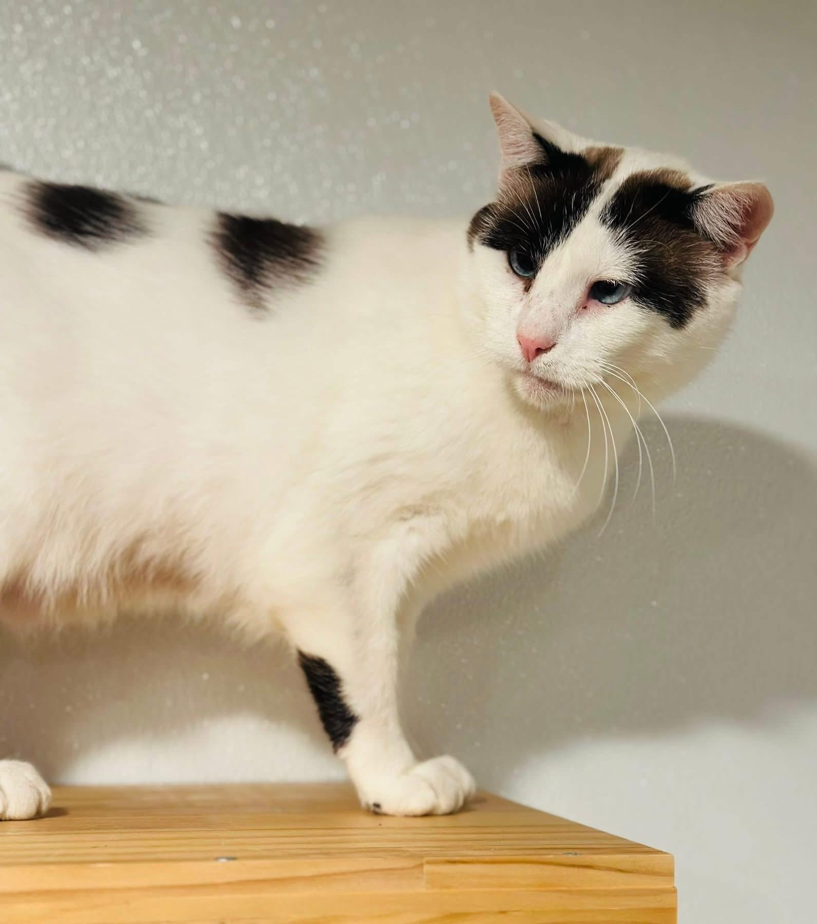 Enlarge Dizzy, a ADOPTABLE mixed breed in Brooks, ME image 3/3