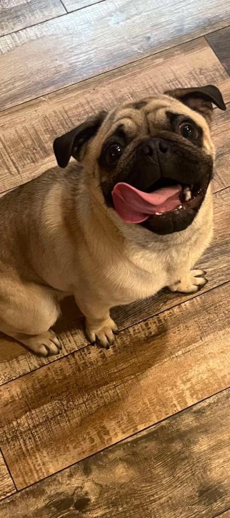 Roscoe, Adopted, Young Male Pug & Mixed Breed.