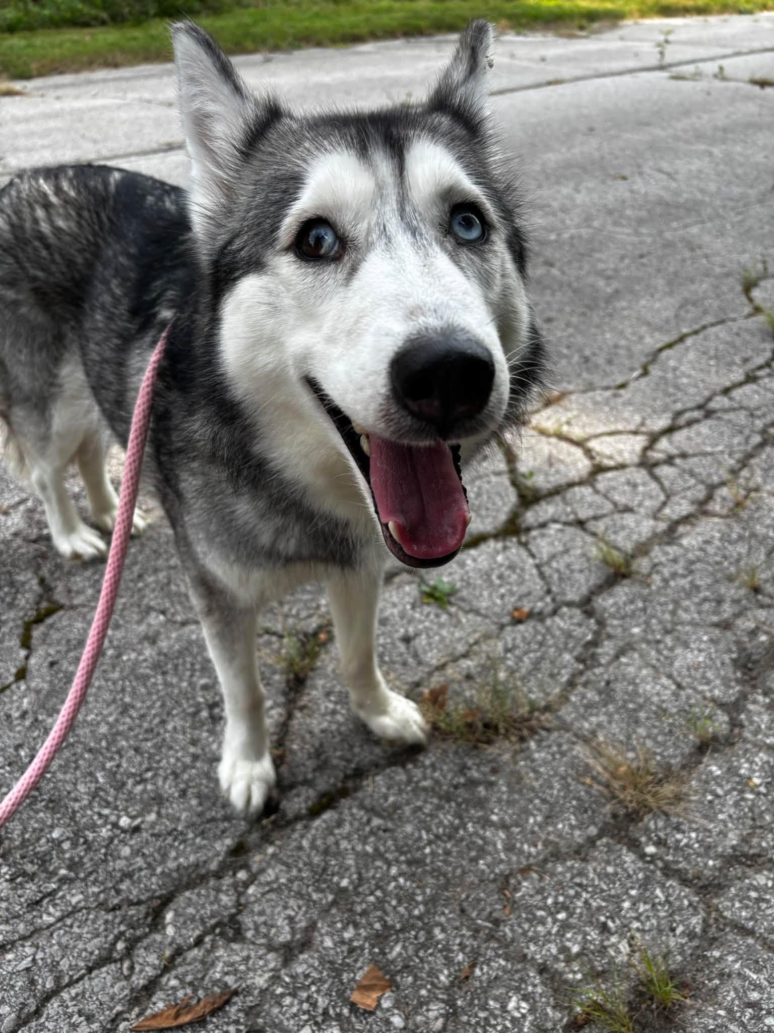 Enlarge Lola, a Adoptable Siberian Husky in Saint Charles, MO image 2/3
