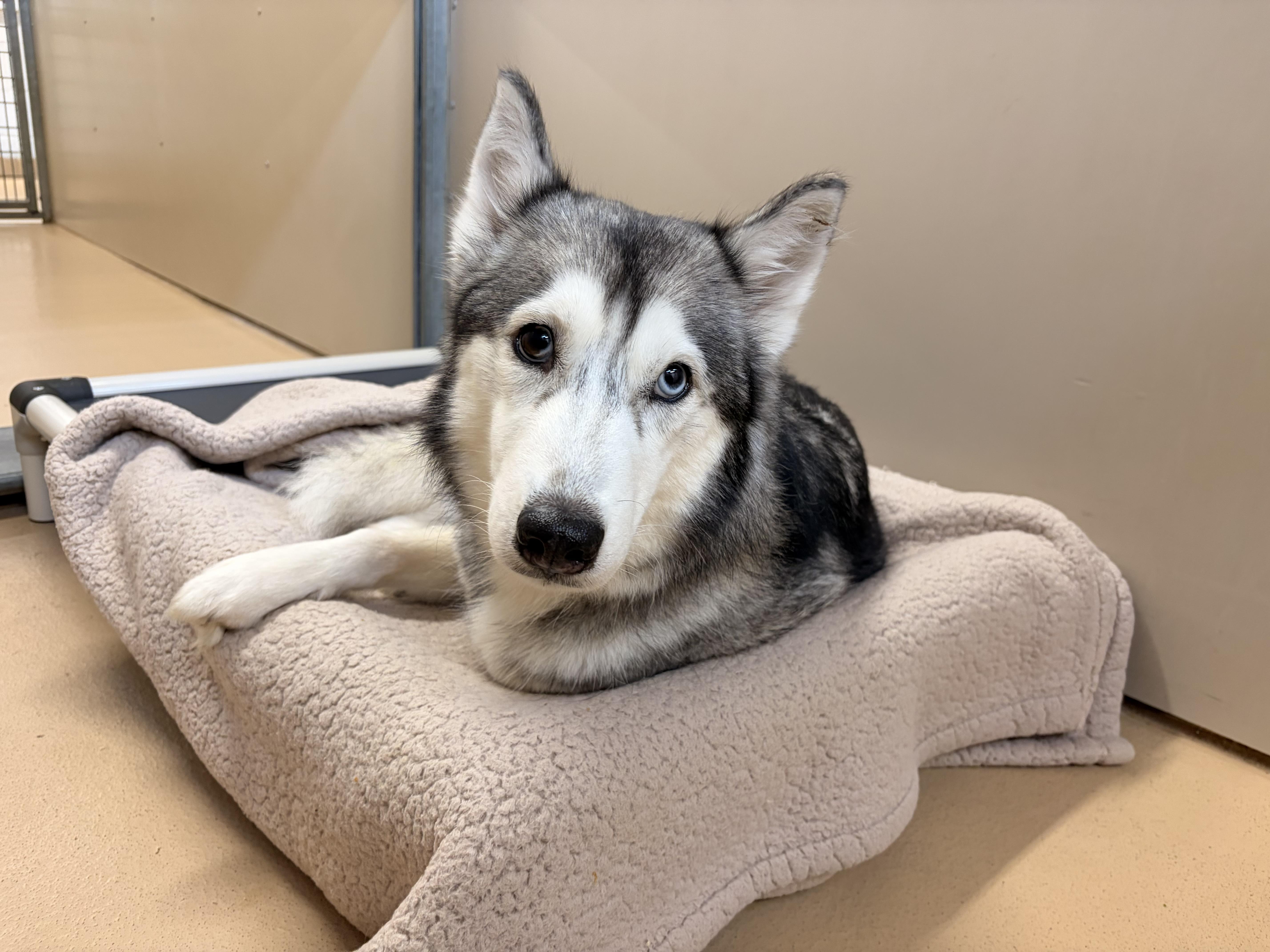 Lola, Adoptable, Young Female Siberian Husky.