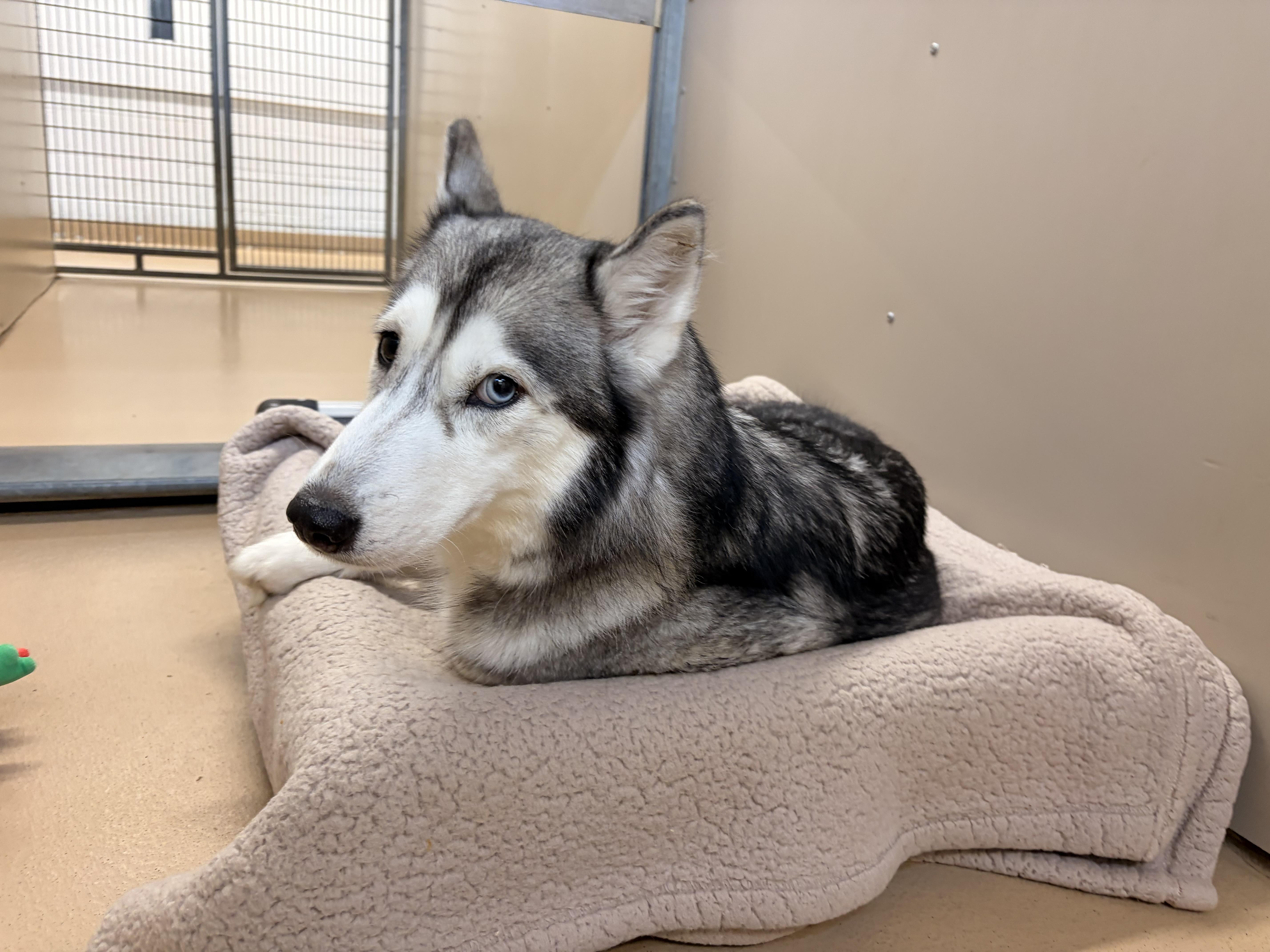 Enlarge Lola, a Adoptable Siberian Husky in Saint Charles, MO image 3/3