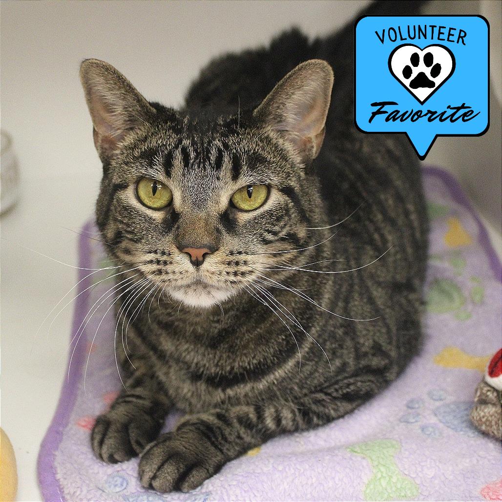 Diego, Adoptable, Adult Female Domestic Short Hair.