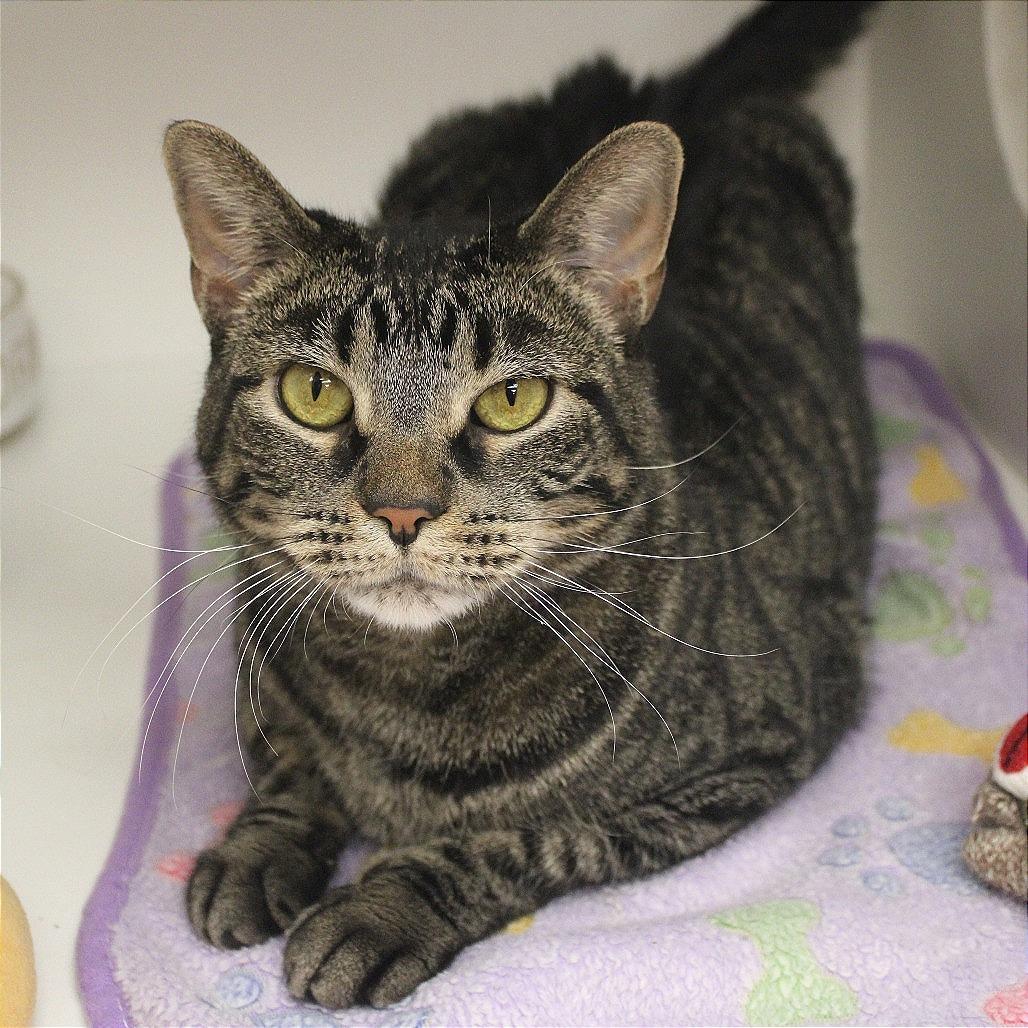 Enlarge Diego, a Adoptable Domestic Short Hair in Champaign, IL image 1/6