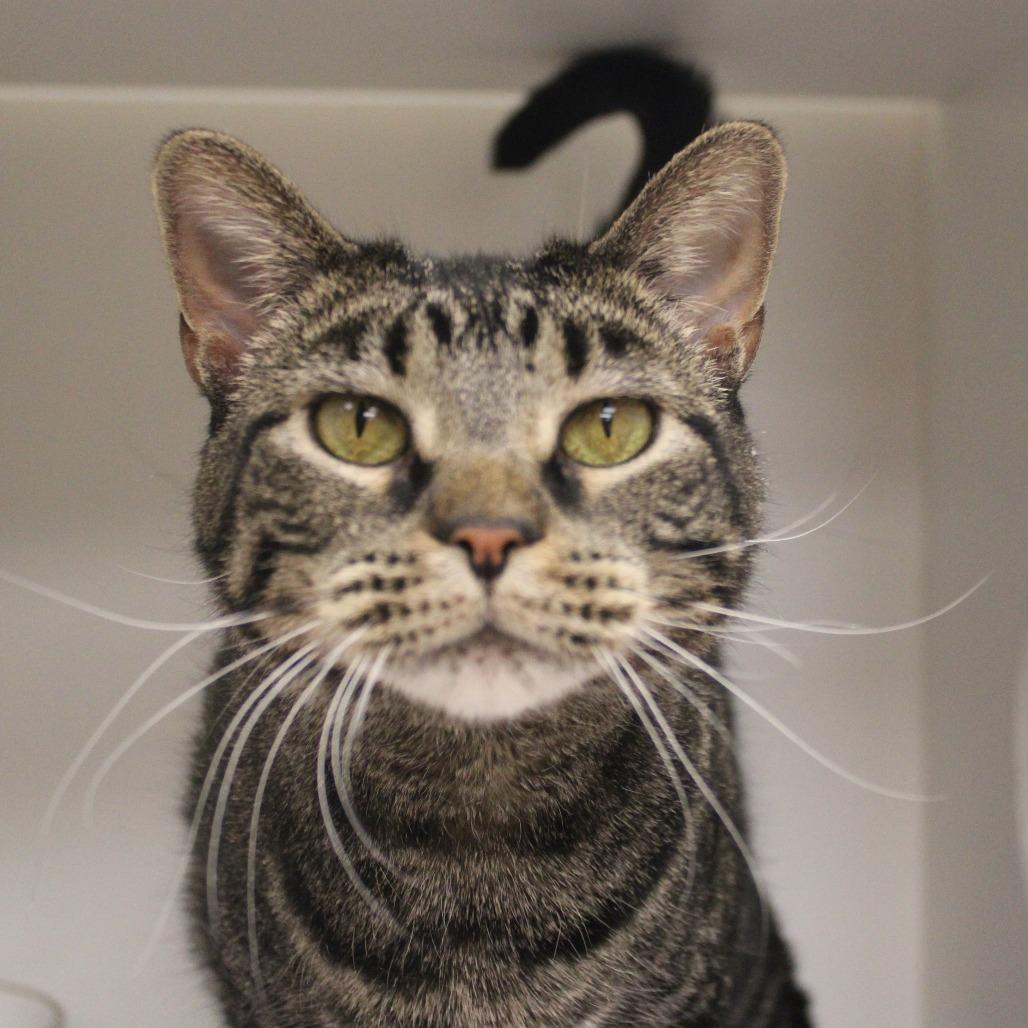 Diego, Adoptable, Adult Female Domestic Short Hair.