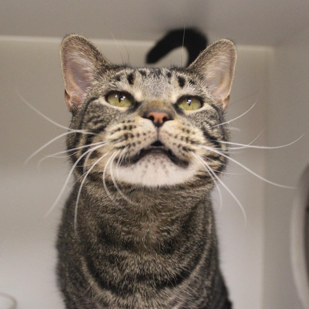 Enlarge Diego, a Adoptable Domestic Short Hair in Champaign, IL image 3/6