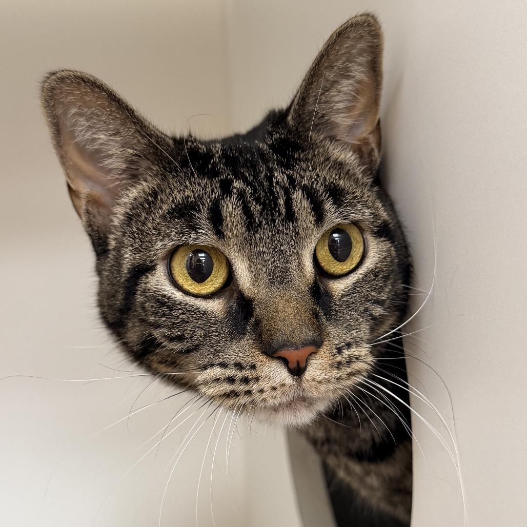 Enlarge Diego, a Adoptable Domestic Short Hair in Champaign, IL image 1/2
