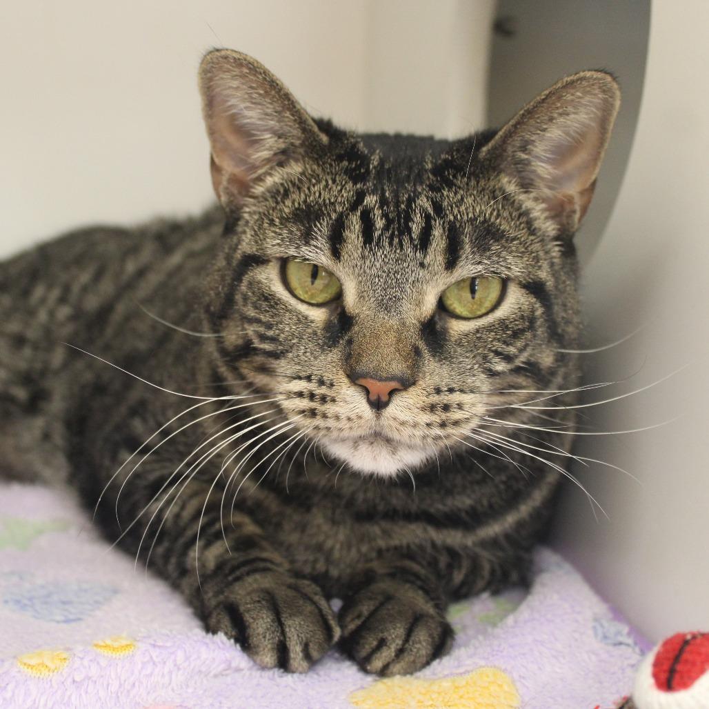 Enlarge Diego, a Adoptable Domestic Short Hair in Champaign, IL image 4/6