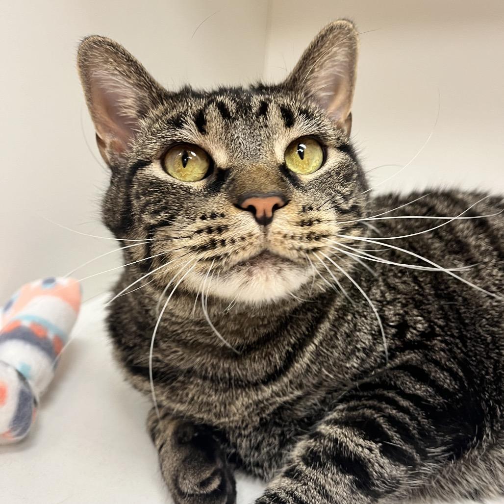 Enlarge Diego, a Adoptable Domestic Short Hair in Champaign, IL image 6/6