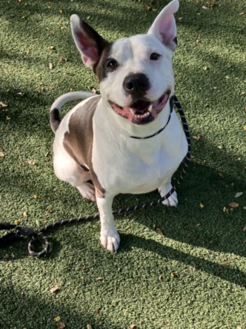JOEY, Adoptable, Adult Male Mixed Breed.
