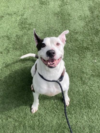 JOEY, Adoptable, Adult Male Mixed Breed.