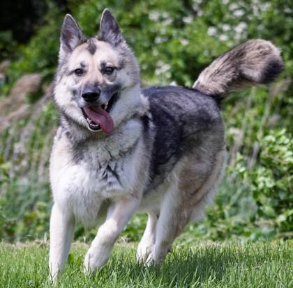 Enlarge Rona, a Adoptable mixed breed in Mount Holly, NJ image 1/2